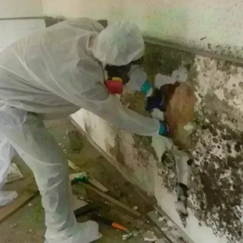 Mold Remediation and Removal in Holland, NY